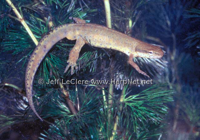 An adult eastern newt, Notophthalmus viridescens, from Clinton County, Iowa.