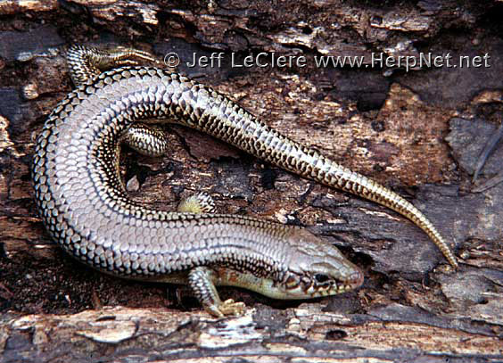 An adult Great Plains skink, Plestiodon obsoletus, from Kansas.