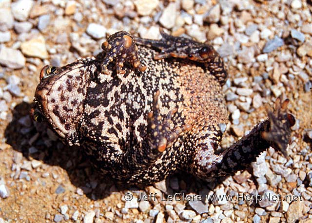 Underside of an adult American toad, Anaxyrus americanus, from Butler County, Iowa.