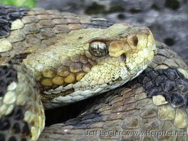 timber rattlesnake head