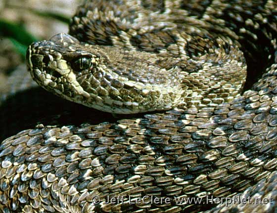 A prairie rattlesnake from Plymouth County, Iowa