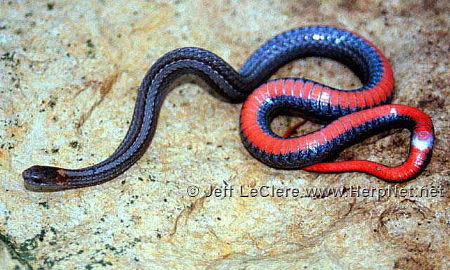 Redbelly snake, venter. Bremer County, Iowa