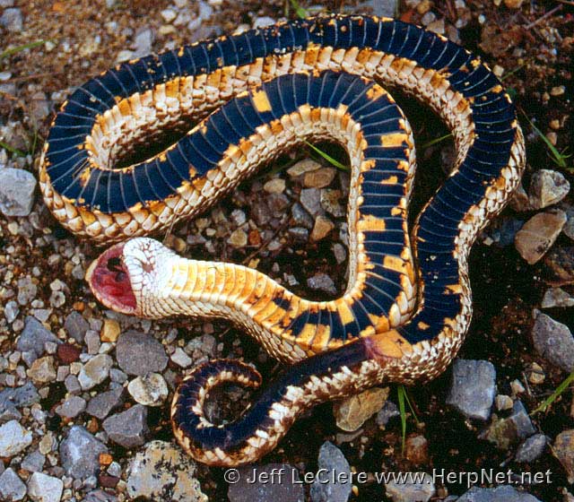 Western Hognose Snake (Heterodon nasicus) playing dead {!--서부
