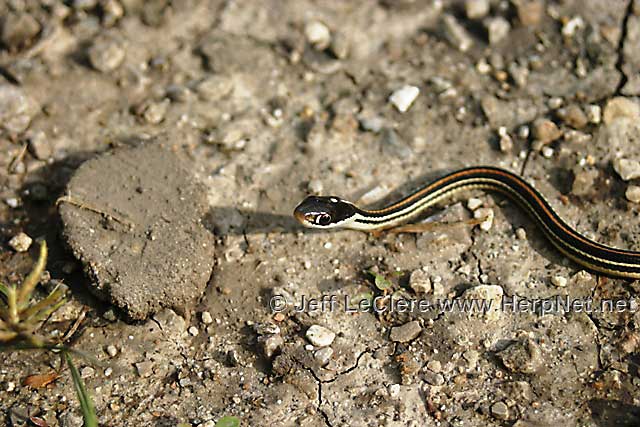 Ribbon snake, Louisa County, Iowa