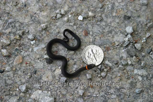 Ringneck snake baby, Appanoose County, Iowa