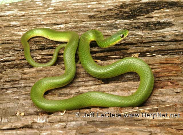 Smooth green snake, Jefferson County, Iowa