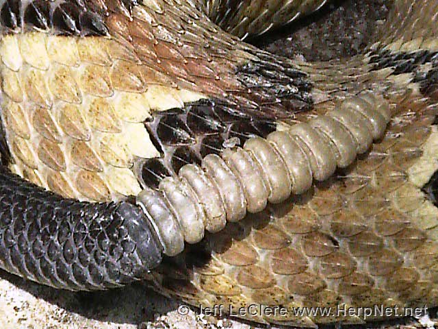 Timber rattlesnake - rattle detail, Jackson County, Iowa
