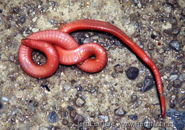 Western worm snake, Madison County, Iowa
