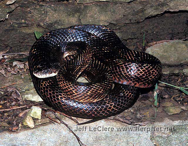 Rat snake, Van Buren County, Iowa