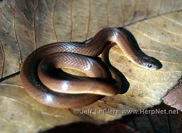 Smooth earth snake, Van Buren County, Iowa