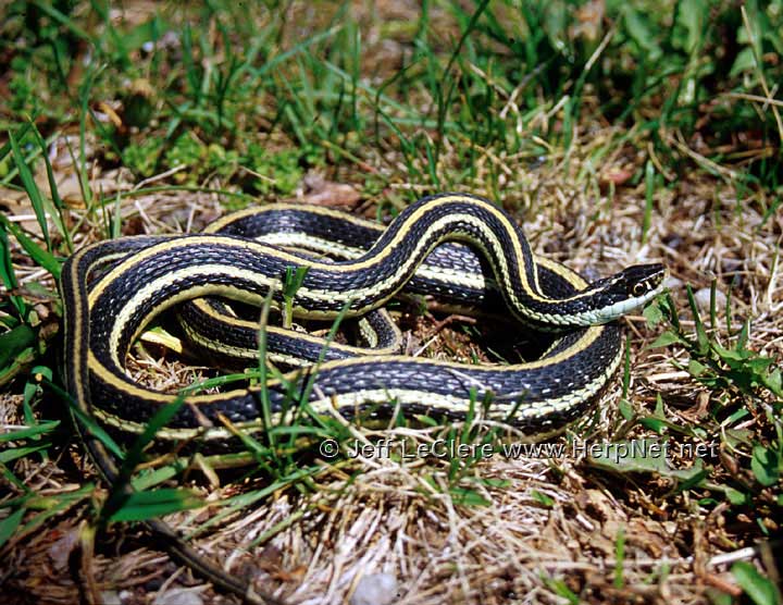 Ribbon snake, Louisa County, Iowa