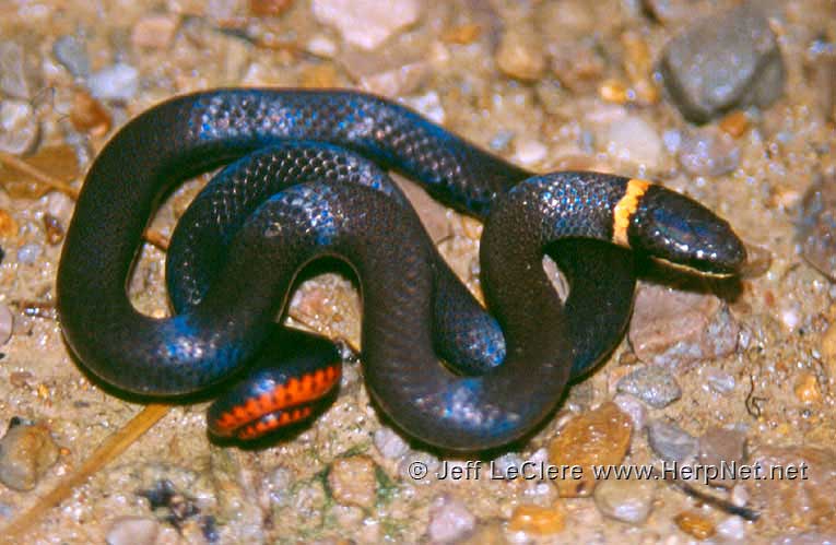 Ringneck snake, Mills County, Iowa