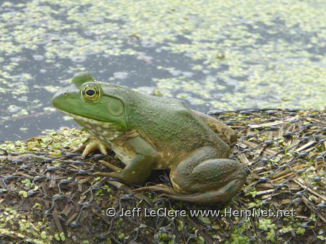American Bullfrog (Lithobates catesbeianus) – Amphibians and Reptiles of  Iowa