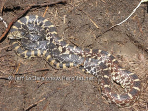Stunning Feeding Pre Killed Mouse Hatchlings Gopher Snake image