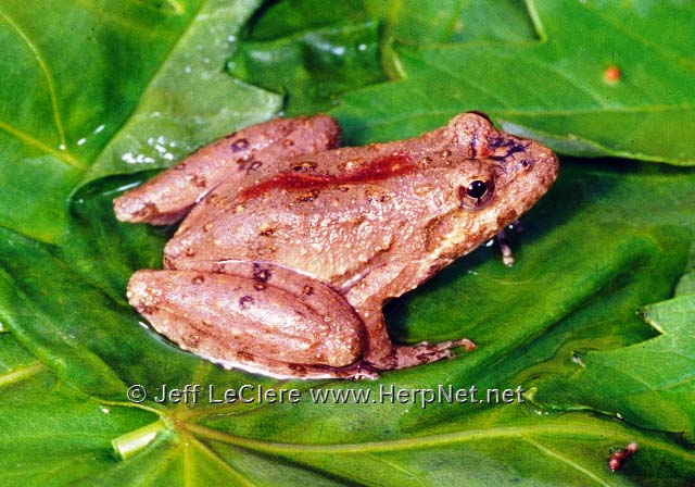 An adult Blanchard's cricket frog, Acris blanchardi, from Dallas County, Iowa.