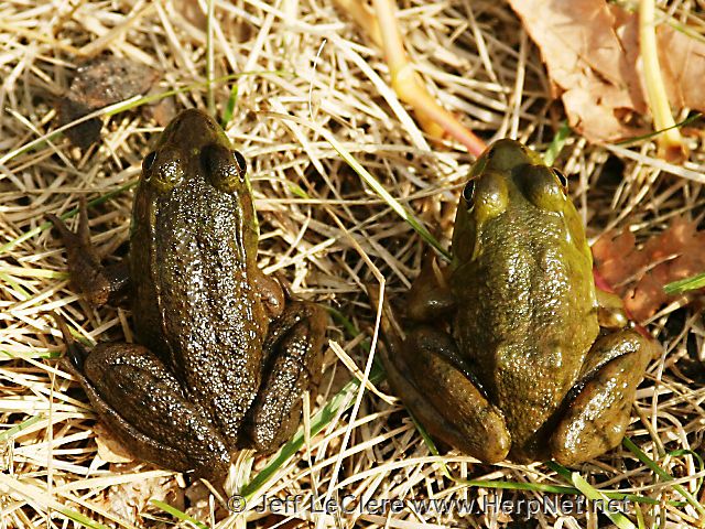 A comparison between juvenile green frog, Lithobates clamitans (left), and North American bullfrog, Lithobates catesbeianus (right).