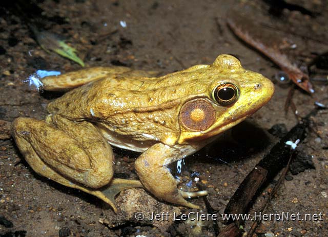 An adult green frog, Lithobates clamitans, from Lee County, Iowa.