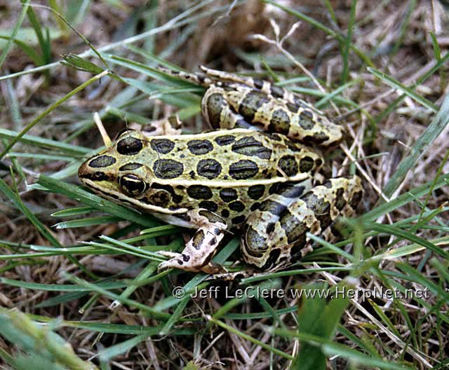 An adult northern leopard frog, Lithobates pipiens, from Muscatine County, Iowa.