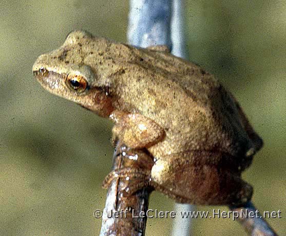 An adult spring peeper, Pseudacris crucifer, from Allamakee County, Iowa.
