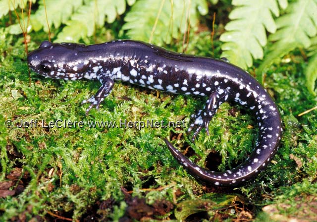 An adult blue-spotted salamander, Ambystoma laterale, from Black Hawk County, Iowa.