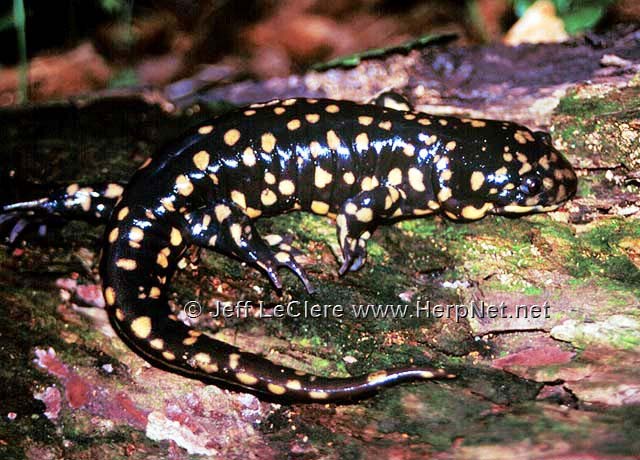 An adult eastern tiger salamander, Ambystoma tigrinum, from Franklin County, Iowa.