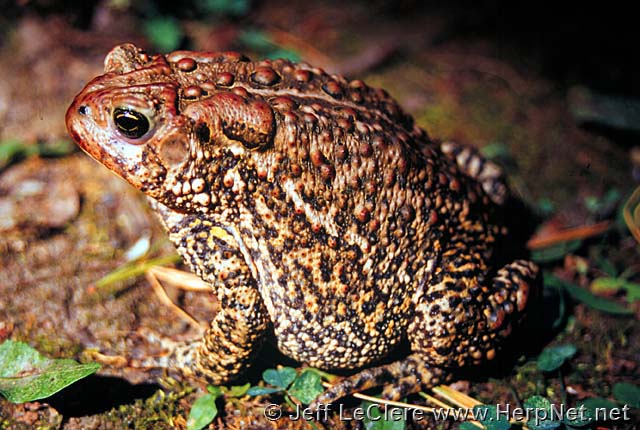 An adult American toad, Anaxyrus americanus, from Polk County, Iowa.