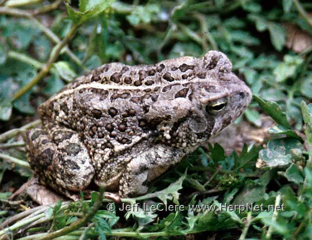 An adult Fowler's toad, Anaxyrus fowleri, from Louisa County, Iowa.