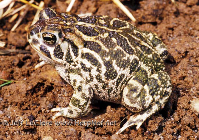 An adult Great Plains toad, Anaxyrus cognatus, from Fremont County, Iowa.