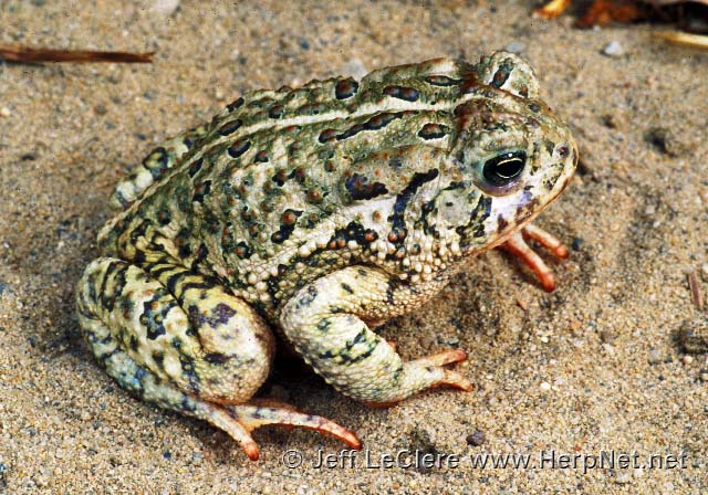 An adult Woodhouse's toad, Anaxyrus woodhousii, from Woodbury County, Iowa.
