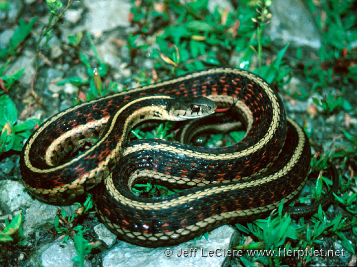Common Gartersnake Thamnophis Sirtalis Amphibians And Reptiles
